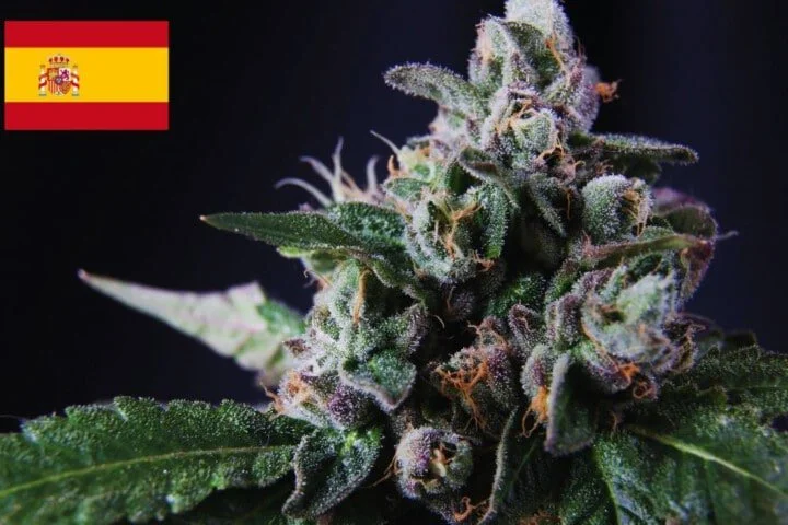 Where To Buy Cannabis Seeds Online In Spain