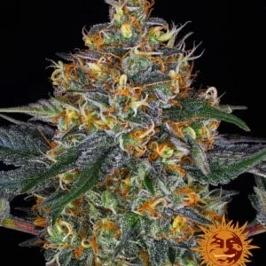 Barney's-Farm-Moby Dick-Auto-Feminized-Cannabis-Seed-Annibale-Seedshop-