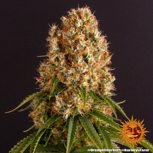 Barney's Farm Orange Sherbert Feminized Cannabis Seed Annibale Seedshop 5