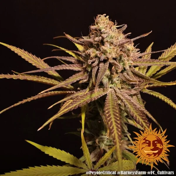 Peyote Critical Feminized - Barney's Farm - Image 3