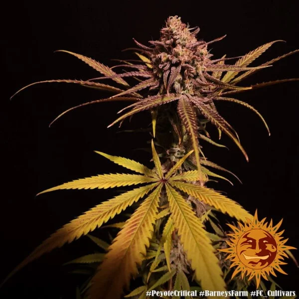 Peyote Critical Feminized - Barney's Farm - Image 4