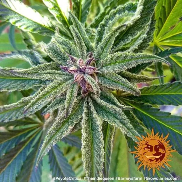 Peyote Critical Feminized - Barney's Farm - Image 5