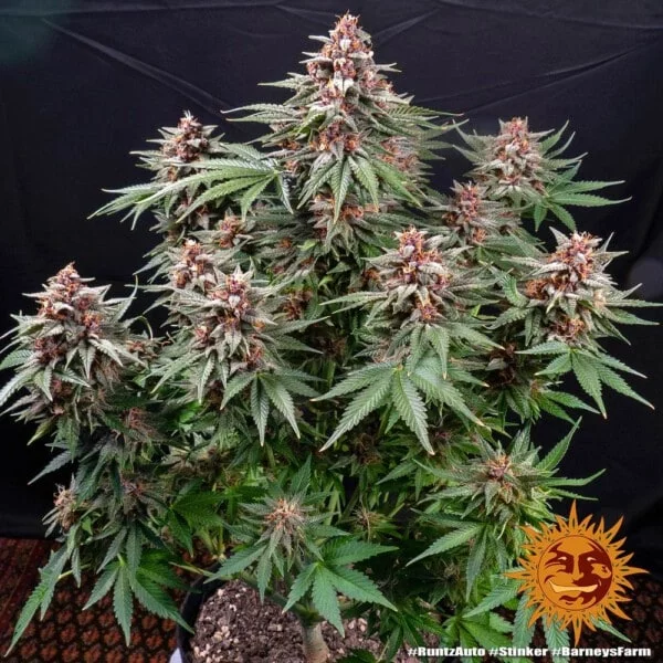 Barney's Farm Runtz Auto Feminized Cannabis Seed Annibale Seedshop 4