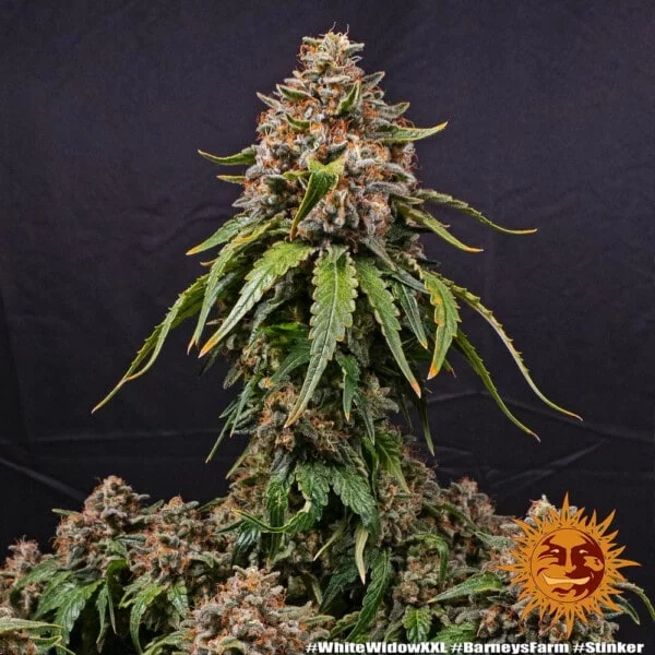 White Widow XXL Femminizzata - Barney's Farm - immagine 2