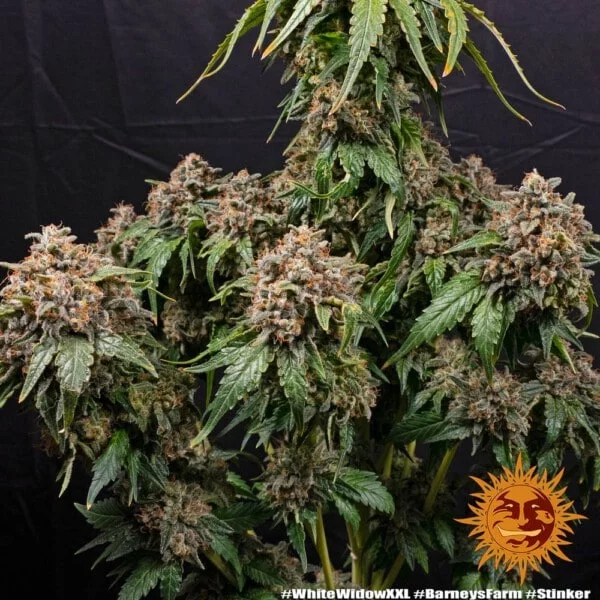 White Widow XXL Femminizzata - Barney's Farm - immagine 3