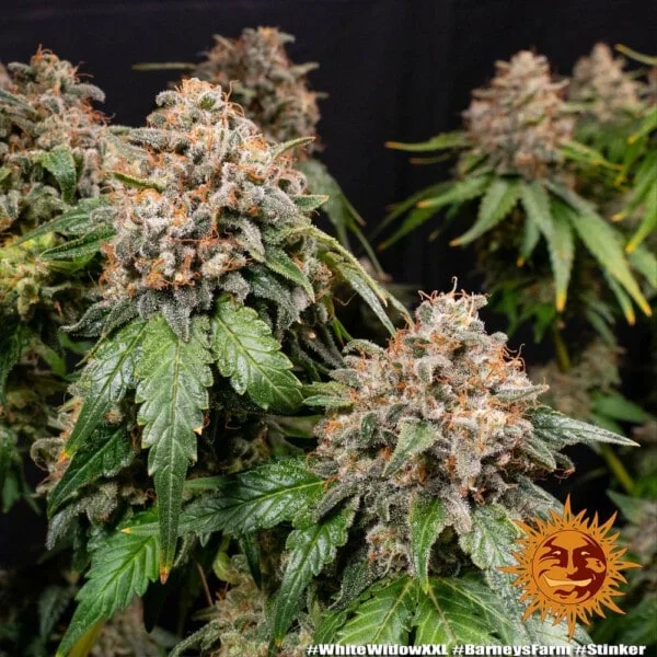 White Widow XXL Femminizzata - Barney's Farm - immagine 4