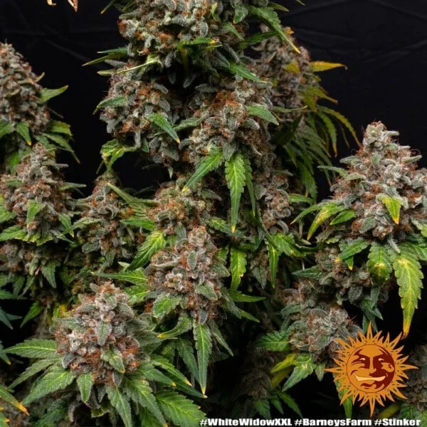 White Widow XXL Femminizzata - Barney's Farm - immagine 5