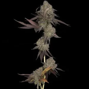 DNA Genetics DNA Cake Feminized Cannabis Seeds Annibale Seedshop 1