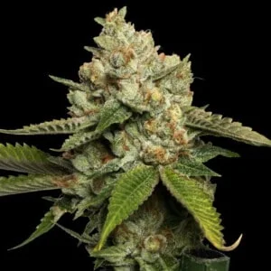 DNA Genetics Kosher Kush Feminized Cannabis Seeds Annibale Seedshop 2