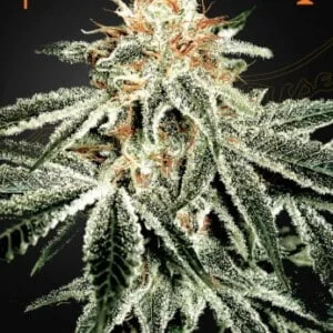 Green House Seeds White Widow Feminized Cannabis Seeds Annibale Seedshop