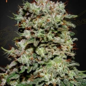 Green-House-Seeds-kalashnikova-Feminized-Cannabis-Seeds-Annibale-Seedshop