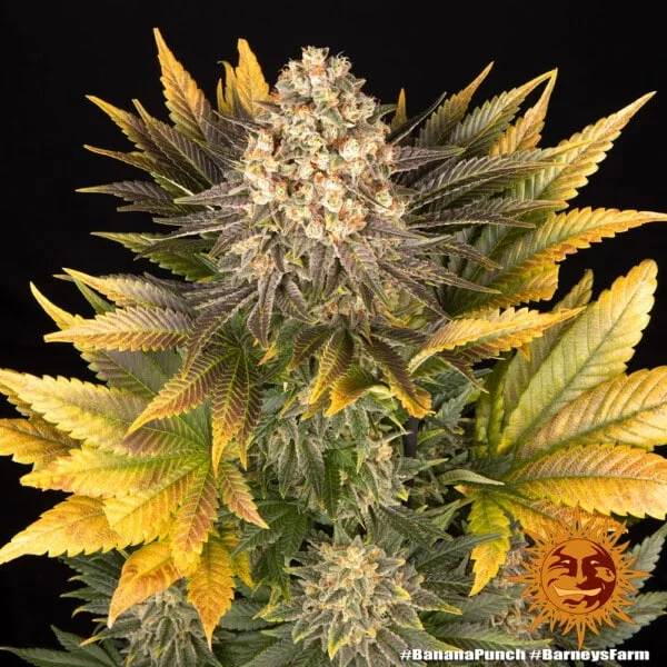 Banana Punch Feminized - Barney's Farm - Image 3