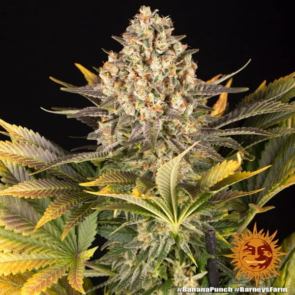Banana Punch Feminized - Barney's Farm - Image 2