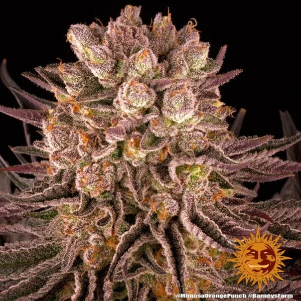 Barney's Farm Mimosa X Orange Punch Feminized Cannabis Seed Annibale Seedshop 2