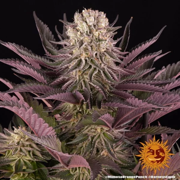 Barney's Farm Mimosa X Orange Punch Feminized Cannabis Seed Annibale Seedshop 8