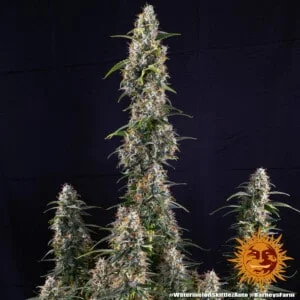 Barney's Farm Watermelon Zkittlez Autoflowering Feminized Cannabis Seed Annibale Seedshop 2