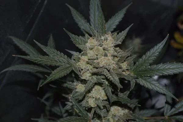 Girl Scout Cookies Auto - Fast Buds 420 - Image 2