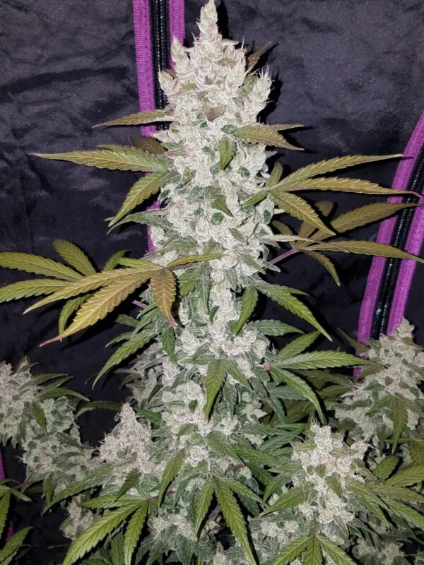Girl Scout Cookies Auto Fast Buds 420