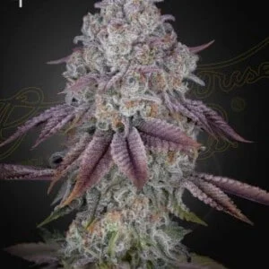 Green House Seeds Persian Pie Feminized Cannabis Seeds Annibale Seedshop