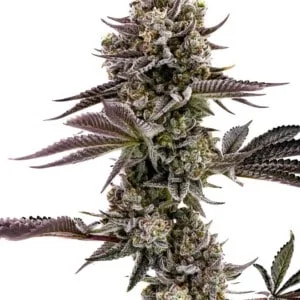 Humboldt Seed Company Blueberry Cupcake Feminized Cannabis Seeds Annibale Seedshop