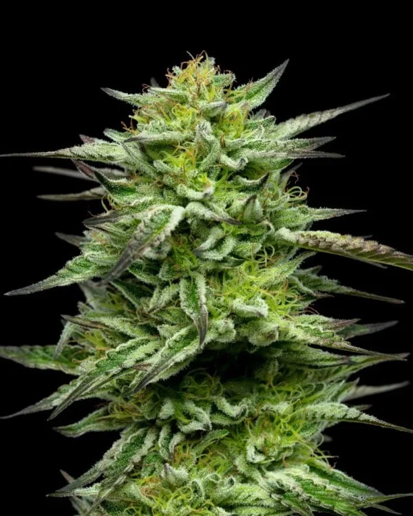 Humboldt Seed Company Mountaintop Feminized Cannabis Seeds Annibale Seedshop 2