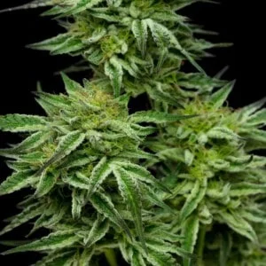 Humboldt Seed Company Mountaintop Feminized Cannabis Seeds Annibale Seedshop 3