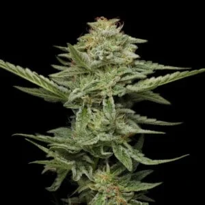 Humboldt-Seed-Company-Pistachio-Feminized-Cannabis-Seeds-Annibale-Seedshop-2