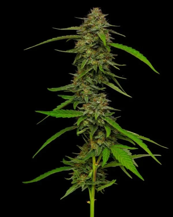 Strawberry Cheesecake Feminized - Humboldt Seeds Company - Image 2