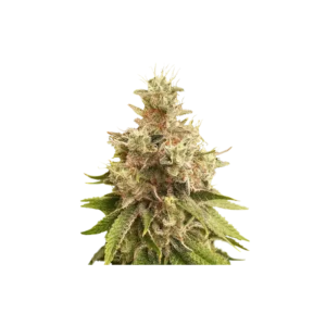 Super Sativa Club Golden Apple Haze Regular Cannabis Seeds Annibale Seedshop (2)