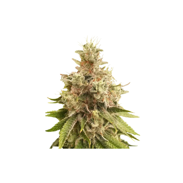 Super Sativa Club Golden Apple Haze Regular Cannabis Seeds Annibale Seedshop (2)