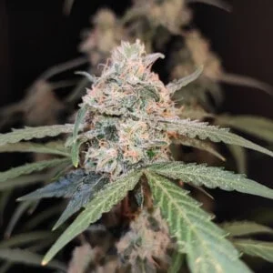 Ak Auto Fast Buds 420 1