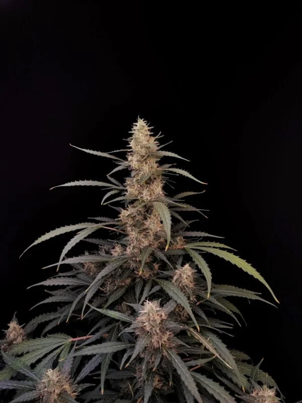 Amnesia Haze Auto Fast Buds 420 5