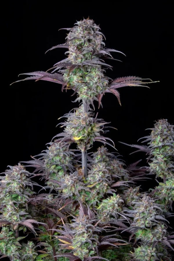 Blueberry Auto - Fast Buds 420 - Image 7