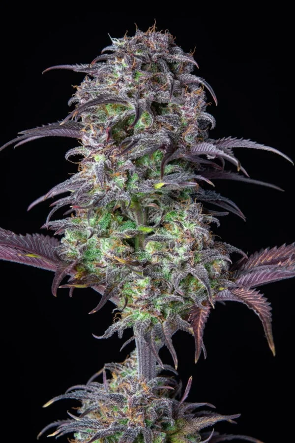Blueberry Auto - Fast Buds 420 - Image 6