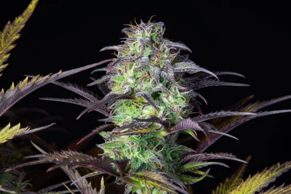 Blueberry Auto - Fast Buds 420 - Image 5