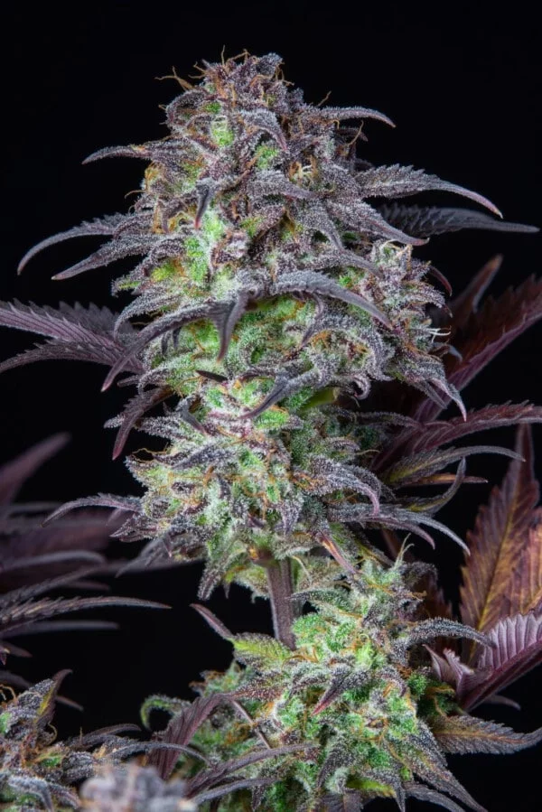 Blueberry Auto - Fast Buds 420 - Image 4