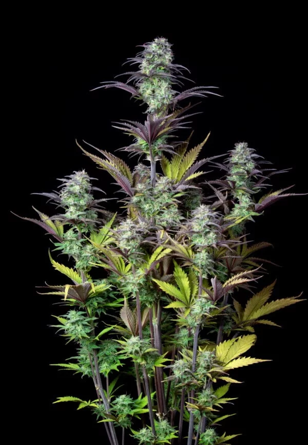 Blueberry Auto - Fast Buds 420 - Image 2