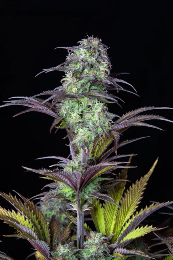 Blueberry Auto - Fast Buds 420 - Image 3