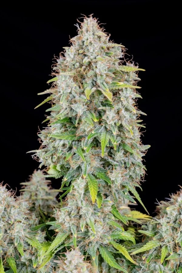 Cinderella Autofiorente - Fast Buds 420 - immagine 4