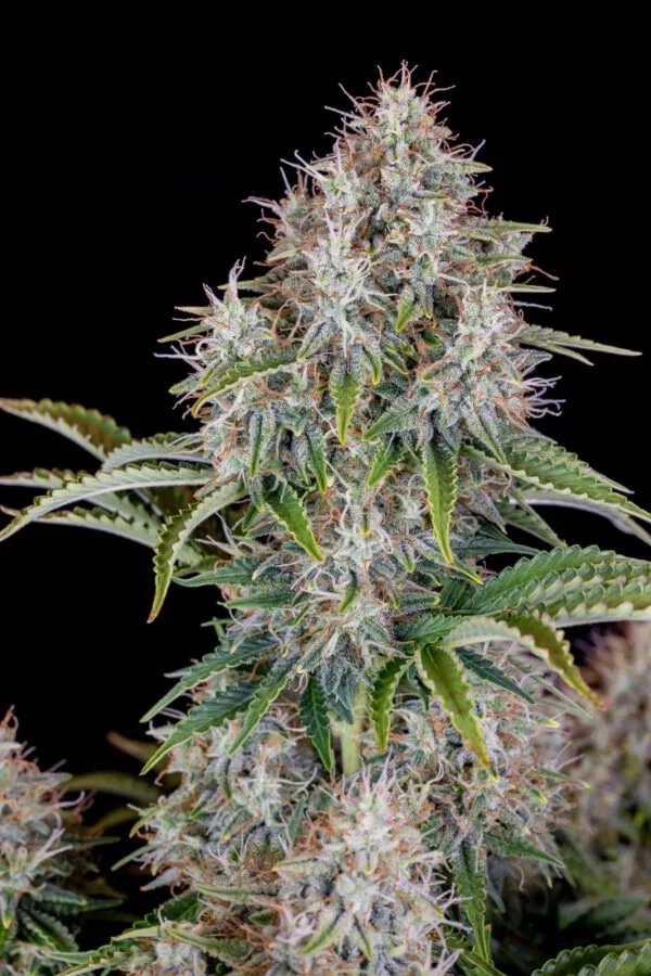 Cinderella Autofiorente - Fast Buds 420 - immagine 3