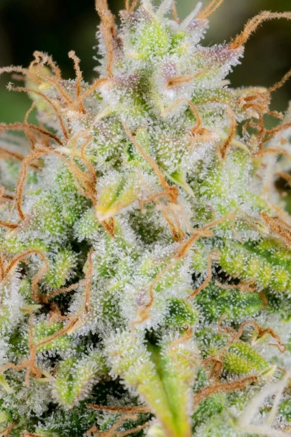 Cinderella Autofiorente - Fast Buds 420 - immagine 2