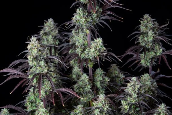 Mimosa Cake Autofiorente - Fast Buds 420 - immagine 5