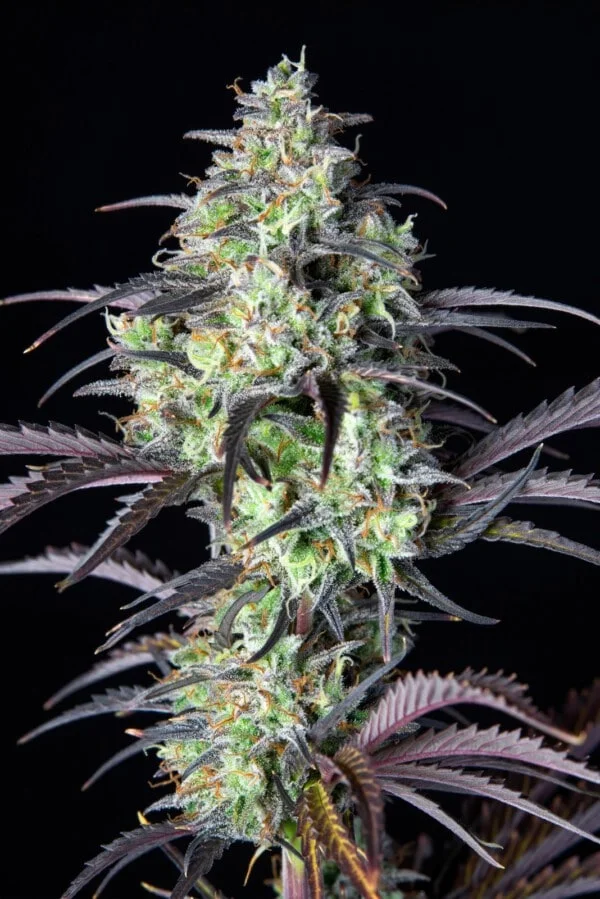 Mimosa Cake Autofiorente - Fast Buds 420 - immagine 4