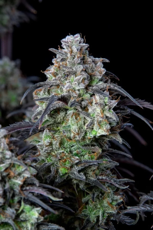 Mimosa Cake Autofiorente - Fast Buds 420 - immagine 3