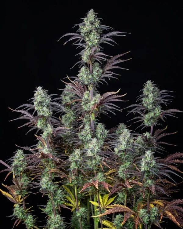 Mimosa Cake Autofiorente - Fast Buds 420 - immagine 2