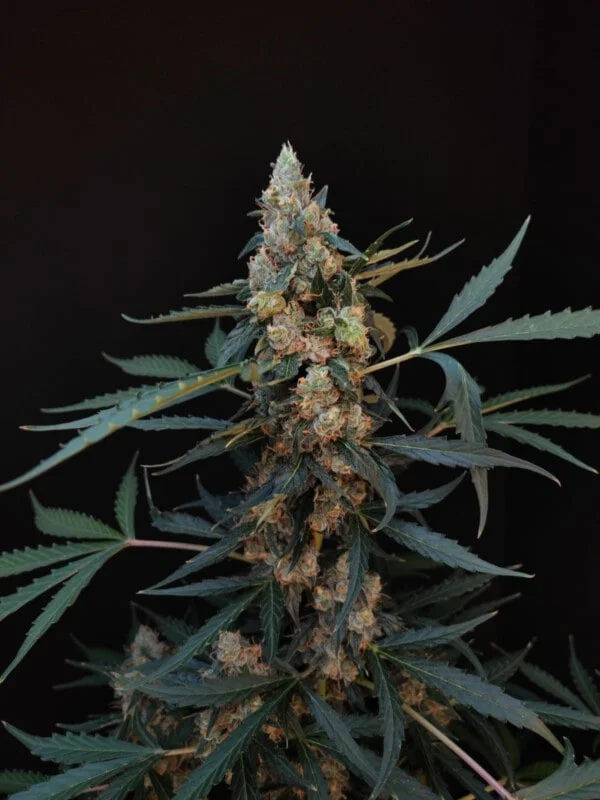 Northern Lights Autofiorente - Fast Buds 420 - immagine 3