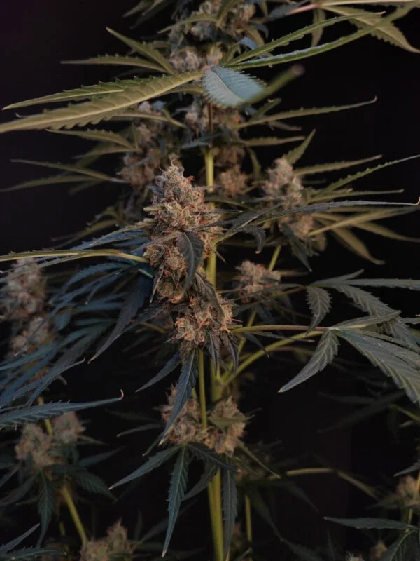 Northern Lights Autofiorente - Fast Buds 420 - immagine 4