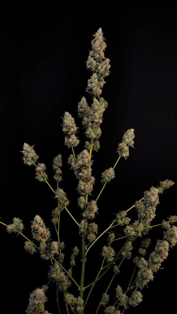 Northern Lights Autofiorente - Fast Buds 420 - immagine 5