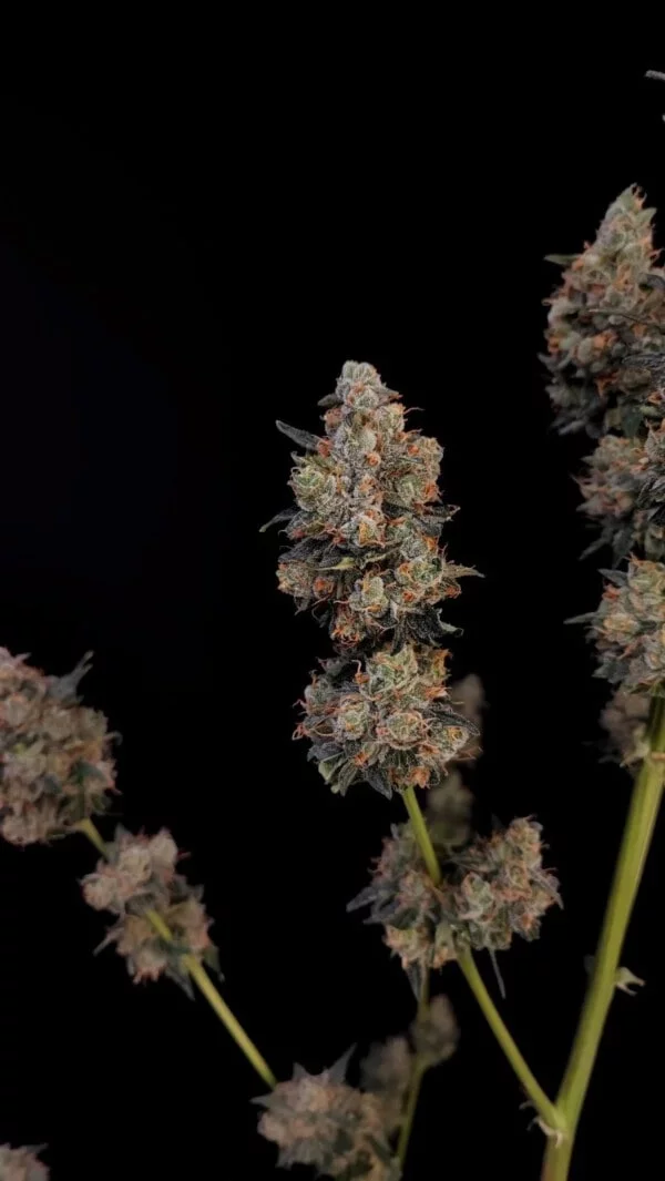 Northern Lights Autofiorente - Fast Buds 420 - immagine 6