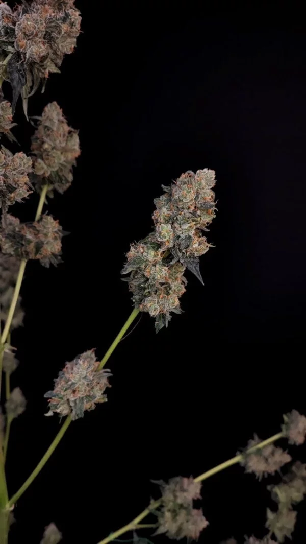 Northern Lights Autofiorente - Fast Buds 420 - immagine 7